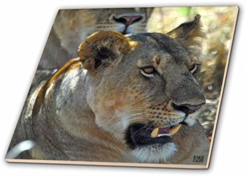 3 רוז סי טי_9891_1 אריה, פנתרה ליאו, הפארק הלאומי מסאי מארה קניה אפריקה 5-אריחי קרמיקה, 4 אינץ
