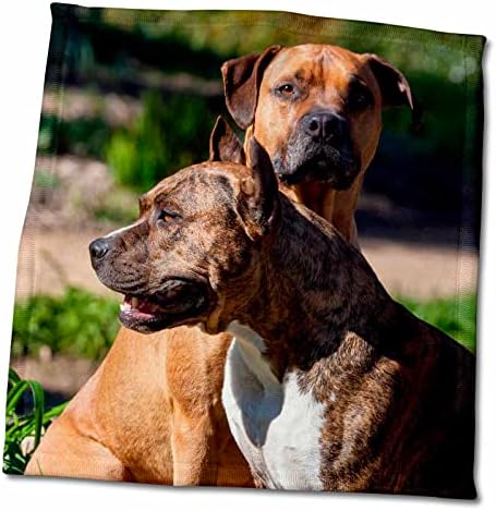 3drose danita delimont - כלבים - שני סטפורדשייר אמריקאי - מגבות